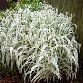 1001fidan 3802 Arundo Donax Variegata Alacalı Dev Kamış Fidanı