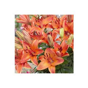 1001fidan Abbeville's Pride Lilium Lilyum Zambak Soğanı