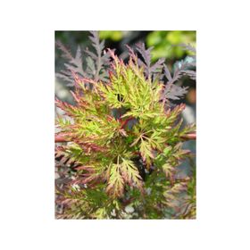 1001fidan Acer Palmatum, Japon Akçaağaç Fidanı