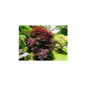 1001fidan Acer Palmatum, Japon Akçaağaç Fidanı