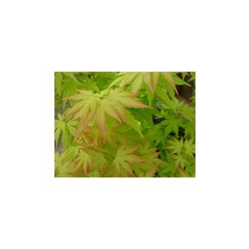 1001fidan Acer Palmatum, Japon Akçaağaç Fidanı