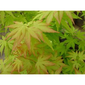 1001fidan Acer Palmatum, Japon Akçaağaç Fidanı