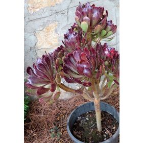 1001fidan Aeonium Arborea Atropurpureum Ağaçsı Aenyum Fidesi