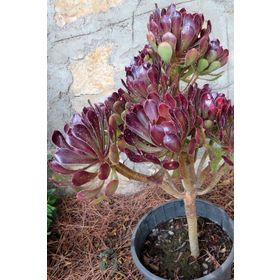 1001fidan Aeonium Arborea Atropurpureum Ağaçsı Aenyum Fidesi