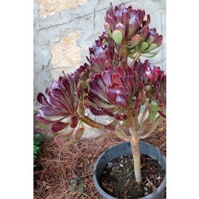 1001fidan Aeonium Arborea Atropurpureum Ağaçsı Aenyum Fidesi