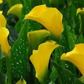 1001fidan Calla Zantedeschia Kala Cala Gala Çiçeği Patatesi Yumrusu