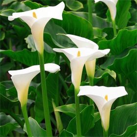 1001fidan Calla Zantedeschia Kala Cala Gala Çiçeği Patatesi Yumrusu