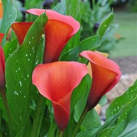 1001fidan Calla Zantedeschia Kala Cala Gala Çiçeği Patatesi Yumrusu