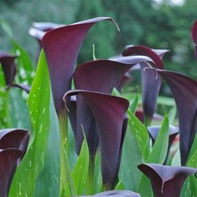 1001fidan Calla Zantedeschia Kala Cala Gala Çiçeği Patatesi Yumrusu