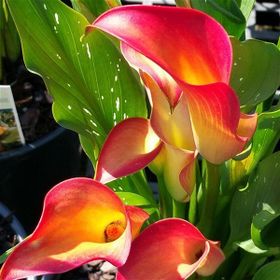 1001fidan Calla Zantedeschia Kala Cala Gala Çiçeği Patatesi Yumrusu