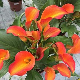 1001fidan Calla Zantedeschia Kala Cala Gala Çiçeği Patatesi Yumrusu