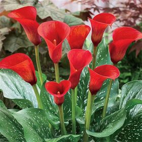 1001fidan Calla Zantedeschia Kala Cala Gala Çiçeği Patatesi Yumrusu