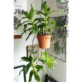 1001fidan Callisia Fragrans Ahtapot Çiçeği Fidesi