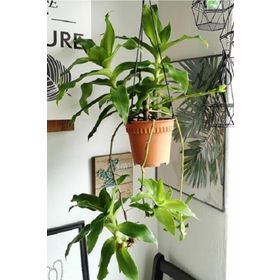 1001fidan Callisia Fragrans Ahtapot Çiçeği Fidesi