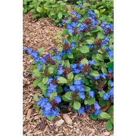 1001fidan Ceratostigma Plumbaginoides Bodur Plumbago Fidesi