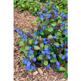 1001fidan Ceratostigma Plumbaginoides Bodur Plumbago Fidesi