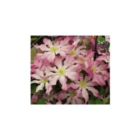 1001fidan Clematıs Frau Susanne Clematis Klematis Orman Asması Fidanı