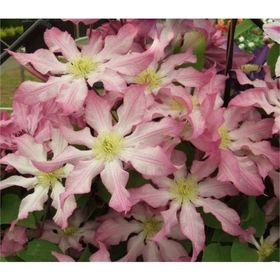 1001fidan Clematıs Frau Susanne Clematis Klematis Orman Asması Fidanı