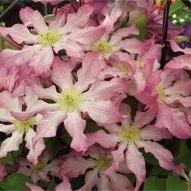 1001fidan Clematis Orman Asması Fidanı