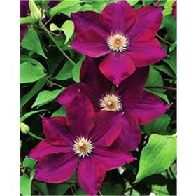 1001fidan Clematis Orman Asması Fidanı
