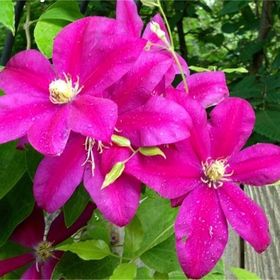 1001fidan Clematis Orman Asması Fidanı