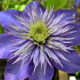 1001fidan Clematis Orman Asması Fidanı