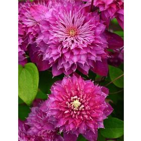 1001fidan Clematis Orman Asması Fidanı