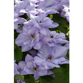 1001fidan Clematis Orman Asması Fidanı