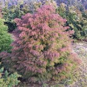 1001fidan Cryptomeria Japonica Japon Kadife Çamı Fidanı