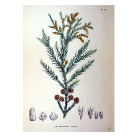 1001fidan Cryptomeria Japonica Japon Kadife Çamı Fidanı