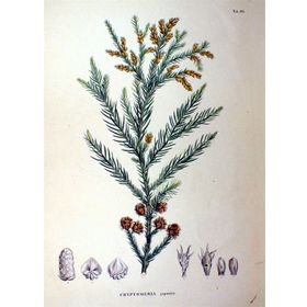 1001fidan Cryptomeria Japonica Japon Kadife Çamı Fidanı