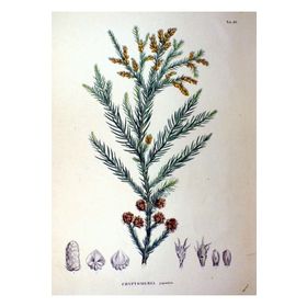 1001fidan Cryptomeria Japonica Japon Kadife Çamı Fidanı