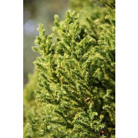 1001fidan Cryptomeria Japonica Japon Kadife Çamı Fidanı