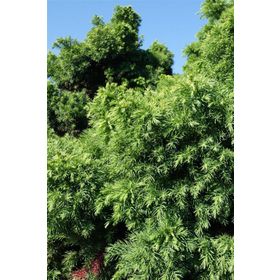 1001fidan Cryptomeria Japonica Japon Kadife Çamı Fidanı