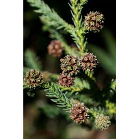1001fidan Cryptomeria Japonica Japon Kadife Çamı Fidanı