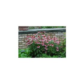 1001fidan Echinacea Purpurea Ekinezya Koni Çiçeği Fidesi