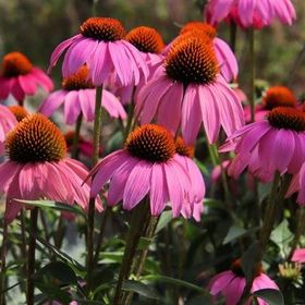 1001fidan Echinacea Purpurea Ekinezya Koni Çiçeği Fidesi