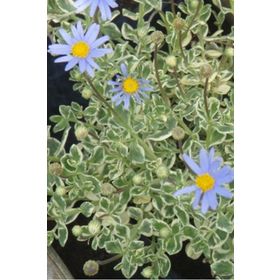 1001fidan Felicia Amelloides Variegata Blue Alaca Yapraklı Mavi Felisia