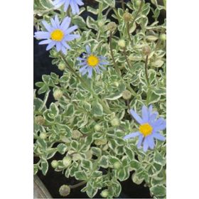 1001fidan Felicia Amelloides Variegata Blue Alaca Yapraklı Mavi Felisia