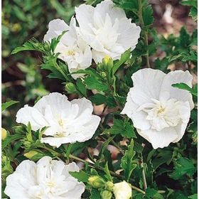 1001fidan Hibiscus Syriacus White Chiffon Beyaz Gül Hatmi Fidanı