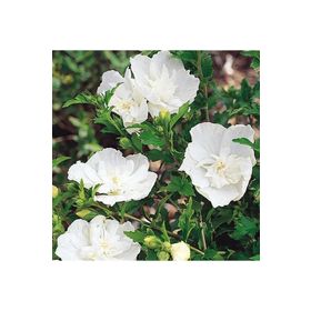 1001fidan Hibiscus Syriacus White Chiffon Beyaz Gül Hatmi Fidanı