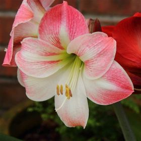 1001fidan Hippeastrum Amaryllis Apple Blossom Güzel Hatun Çiçeği Soğanı