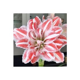 1001fidan Hippeastrum Amaryllis Dancing Queen Güzel Hatun Çiçeği Soğanı