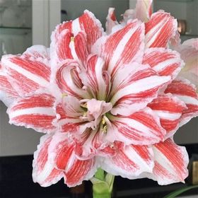 1001fidan Hippeastrum Amaryllis Dancing Queen Güzel Hatun Çiçeği Soğanı