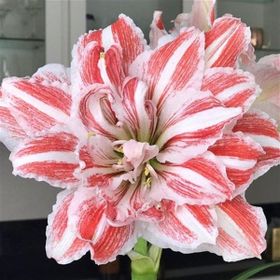 1001fidan Hippeastrum Amaryllis Dancing Queen Güzel Hatun Çiçeği Soğanı