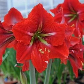 1001fidan Hippeastrum Amaryllis Napoli Güzel Hatun Çiçeği Soğanı