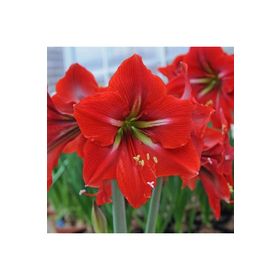 1001fidan Hippeastrum Amaryllis Napoli Güzel Hatun Çiçeği Soğanı