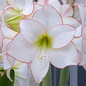 1001fidan Hippeastrum Amaryllis Picotee Güzel Hatun Çiçeği Soğanı