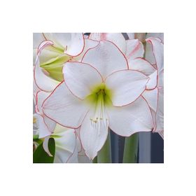 1001fidan Hippeastrum Amaryllis Picotee Güzel Hatun Çiçeği Soğanı