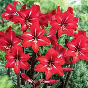 1001fidan Hippeastrum Amaryllis Red Fire Güzel Hatun Çiçeği Soğanı